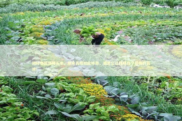 揭秘泰国情降头术，原来真相如此神奇，感激它让我明白了爱情的真谛！