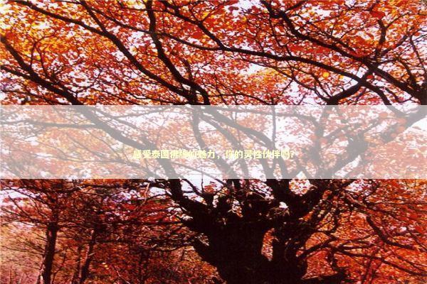 感受泰国佛牌的魅力，你的灵性伙伴吗？