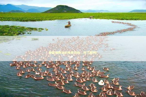 泰国情降油的神奇功效，你了解吗？