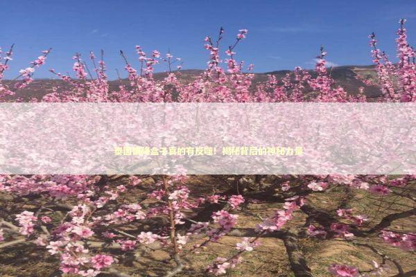 泰国情降盒子真的有反噬！揭秘背后的神秘力量